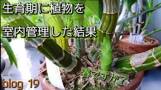 【光量不足!?】訳あって窓際管理した結果…🌱