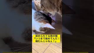 猫同士が毛繕いから急に喧嘩しだす理由#shorts