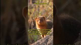 Adorable Dwarf Mongooses: Social Behavior \u0026 Conservation