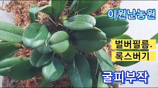 벌버필름 록스버기(Bulb. roxburghii) 굴피 부작 하는 방법.