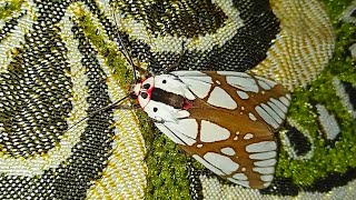 A beautiful moth entered my house. Tiger moth(areas galactina)