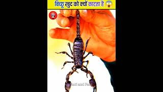 बिच्छू खुद को क्यों काटता है 😱|Fact and Fact|#shorts #viral #Facts #scorpion #shortsvideos #short