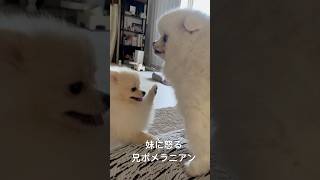 妹が遊びに誘っても嫌で怒ります😡 #ポメラニアン  #犬  #포메라니안 #shorts #dog