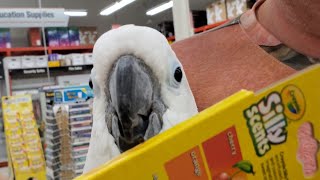 What Is Onni Cockatoo Smelling At Staples?