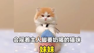 谁能拒绝一只会摇铲屎官脚要奶喝的小奶猫呢#它真的好像个小宝宝