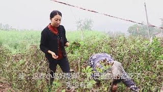 【舒家幺妹儿】农村舒幺妹儿帮70岁的幺娘除草，幺娘用废弃的豌豆苗防止生杂草   西瓜视频