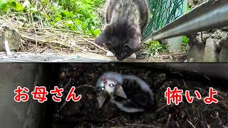 母親に助けを求める子猫。下水道の底に落ちてしまい、どうしようもなく泣き叫び姿に涙が溢れる【感動】