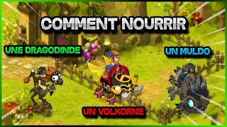 Comment NOURRIR une DRAGODINDE / VOLKORNE / MULDO | TUTO ÉLEVAGE DOFUS