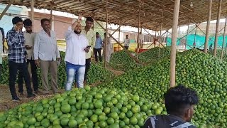 MOSAMBI PRICE TODAY मोसम्बी मार्किट भाव आजके जालना मार्किट @indianfruitsmarketprice6363