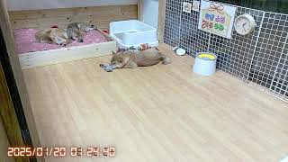 柴犬なつ！子育て生配信【生後132日】ギュウギュウで寝る子犬たちが可愛い！