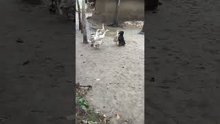 Dog and duck fighting.#shorts #vairalvideo #vairal #dog #duck#dogangry#vairaldog