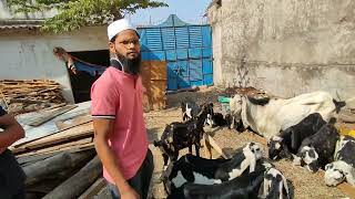 beetal goat in Hyderabad | farm goats in Hyderabad