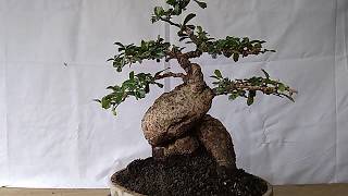 Bonsai Carmona Microphyla 14.738