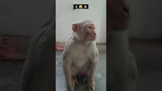 पढा लिखा बंदर😂# shorts #comedy #shortsfeed #funny #viral #monkey #yoytubeshorts