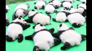 【衝撃のラスト】可愛すぎるパンダの赤ちゃんに悲劇が！！／There is a tragedy in the panda baby! !