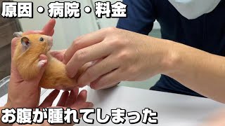 お腹が腫れました…ポテトママ病院に行きます！キンクマハムスター病院・原因・料金・病気？　JAPAN HAMSTER