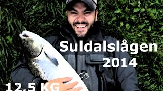 Perfect catch salmon in Suldal Norway 2014