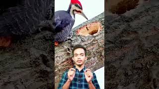 ये पंछी एक सेकंड में 20 बार चोंच से मार देती है 😲 #shorts #ytshorts #facts #woodpecker