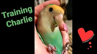 Training My Lovebird Parrot NOT To Be Afraid Of My Hands