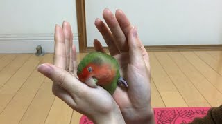 【ベタ慣れ コザクラインコ】 こちょこちょぱインコ