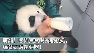 《熊貓早晚安》萌翻！熊貓寶寶喝完瓶瓶奶，纏著奶媽還要喝！ | iPanda