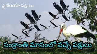 Siberian birds || migratory birds || వలస పక్షులు || velamavaripalem || @SmartPavani