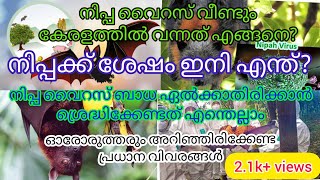 കേരളത്തിൽ വീണ്ടും നിപ്പ വൈറസ് വന്നത് എങ്ങനെ?  നിപ്പക്ക് ശേഷം ഇനി എന്ത്?  എങ്ങനെ പ്രതിരോധിക്കാം?