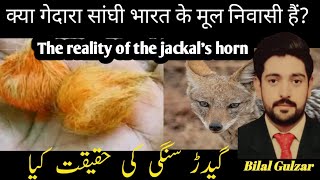 The reality of the jackal's horn| jackals gangs | گیدڑ سنگی کی ابتدا| bilal gulzar|