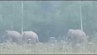 ระทึก! ช้างป่า 4 ตัวบุกชุมชนบ้านวังไทร