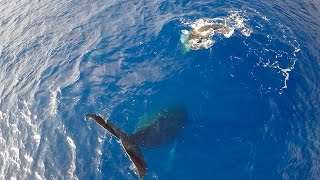 Rare footage of humpback whale hanging tail in air