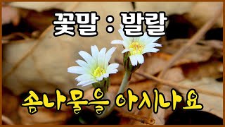 야생화의신비 81편 솜나물#분류: 속씨식물, 쌍떡잎식물강, 초롱꽃목, 국화과,#꽃말: 발랄#학명: Leibnitzia anandria (L.) Turcz.#원산지: 아시아, 유럽