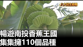 暢遊南投香蕉王國 集集擁110個品種 |【民生八方事】| 2023061706 @gtvnews27