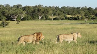 Black Dam male LION mates with. Kambula LIONESS