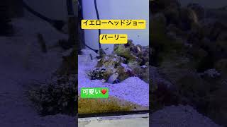 巣穴からこんにちは！ジョーフィッシュ飼育は楽しい #アクアリウム #熱帯魚 #海水魚