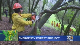 Crews Clear Out Ukiah Forest To Prevent Future Wildfires