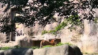 アースくん ほぼ時間通り収納〜　アムールトラ　浜松市動物園にて　2023年6月17日