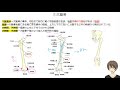 【いちぷら塾】解剖学　13骨格系 4下肢の骨格　 2 自由下肢の骨 大腿骨、膝蓋骨 あん摩マッサージ指圧師、鍼灸師