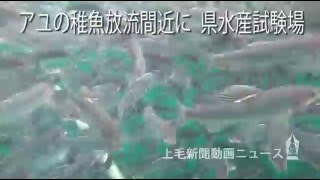 アユの稚魚放流間近に　県水産試験場