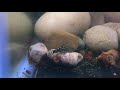 what you may not know about hillstream loach aquarium fish