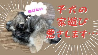 【かわいいいたずら】ペキニーズ子犬　たまごの日常　Everyday　Life  tamago(dog)　#ペキニーズ#pekingese #puppy #子犬  #ペキニーズ子犬