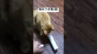 茶トラ猫【桃太郎】噛みつきねこ