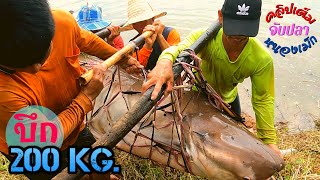 คลิปเต็ม ยกยอหว่านบ่อปลาบึกใหญ่หนองเม็ก ปลาบึกตัวนี้เกือบ 200 กิโลกรัม Catch the biggest fish.