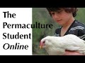 our 1st permaculture garden and food forest story pt 1 the permaculture student online