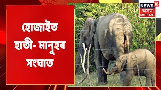 Hojai News | হোজাইত হাতী- মানুহৰ সংঘাতৰ ভয়ংকৰ দৃশ্য