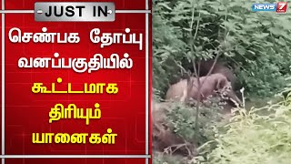 🛑Breaking |  செண்பக தோப்பு வனப்பகுதியில் கூட்டமாக திரியும் யானைகள்