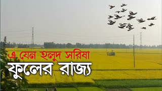 হলুদ সরিষা ফু্লে মাঠ ছেয়ে গেছে || সরিষা চাষ-২০২৫ ||Mustard cultivation in the field