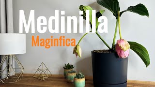 Kwiat Medinilla magnifica wspaniała - Prawdziwa roślinna księżna