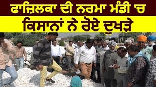 Fazilka की कपास Mandi में किसानों ने रोए दुखड़े