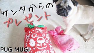 [Pug / Dog] I got a lot of Christmas gifts ♪ [Strawberry / Strawberry]