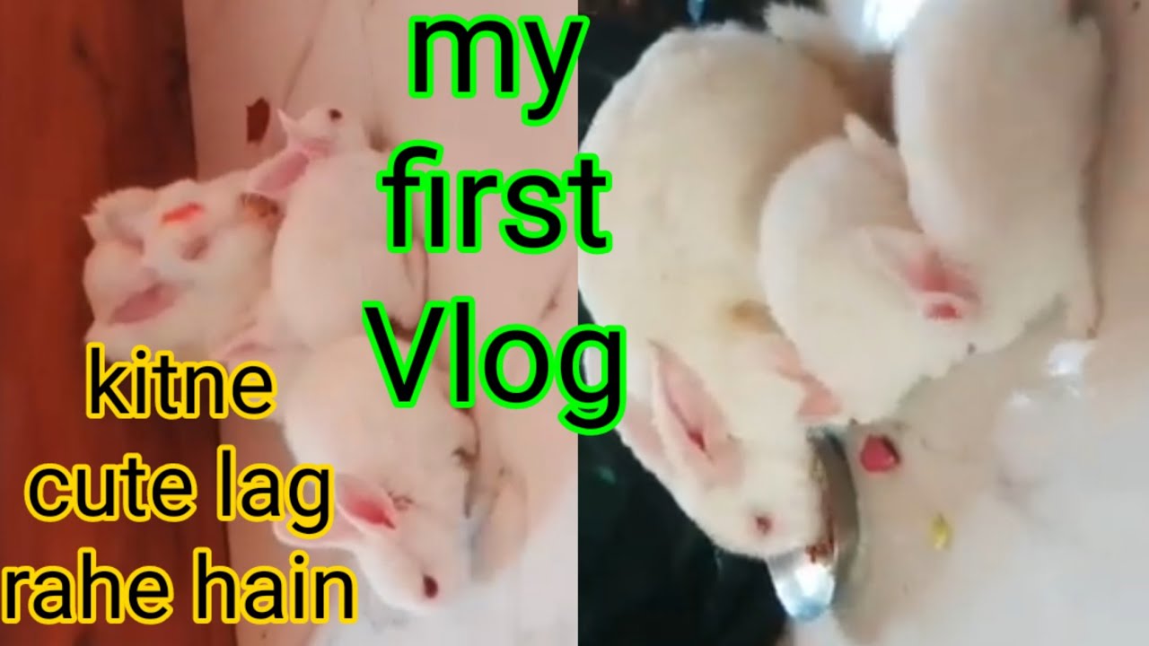 My First Vlog Youtube